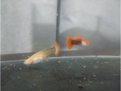 1 erkek 1 dişi red tuxedo lepistes