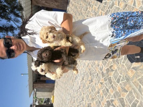Lagotto yavrularım sağlık ve ırk garantilidir