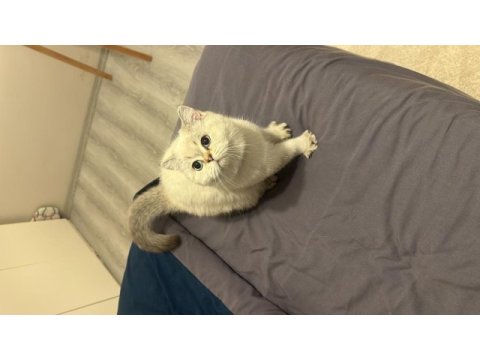 6 aylık erkek safkan british shorthair colourpoint