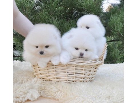 Boo pomeranian ayıcık surat yavrular 