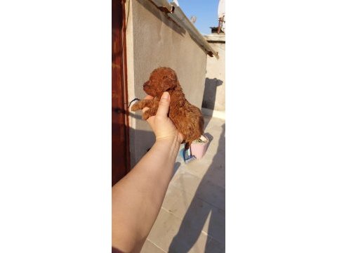 Dişi erkek poodle yavrular