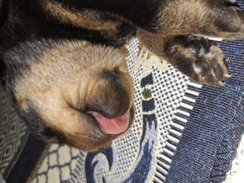 Melek rottweiler tosuncuklarım