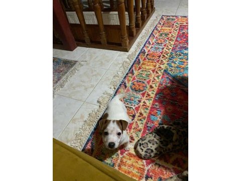 Bu hafta acil uygun dişi kısa bacak köpeğimiz