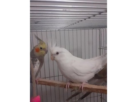 Albino sultan papağanı