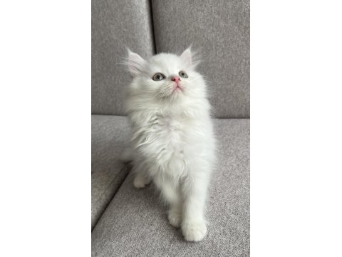 Kar beyazı british longhair yavrum
