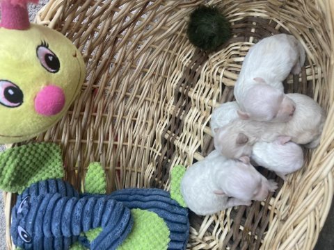 Maltipoo