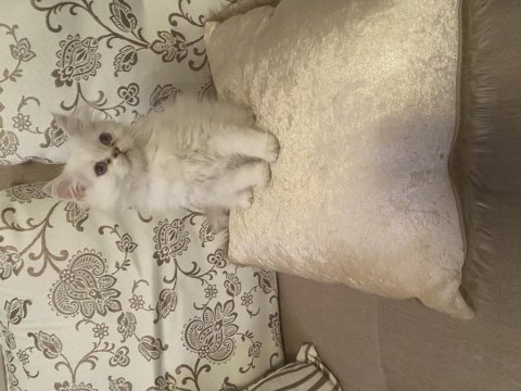 British longhair dişi bebek