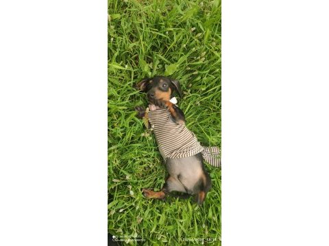 Dachshund ücretli sahiplendirilecektir