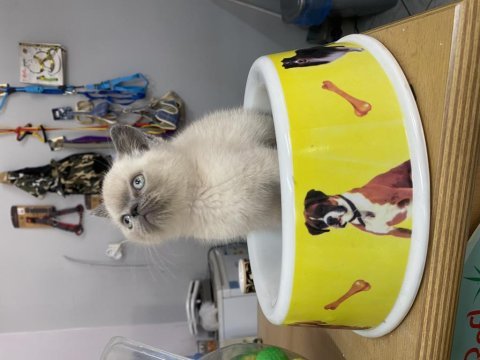 Blue point british shorthair