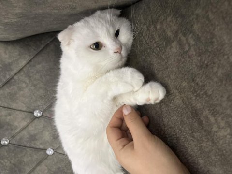 Scottish fold kedime yuva arıyorum