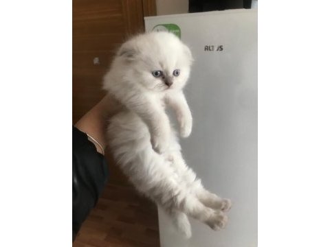 Kedilerime yuva arıyorum ciddi alıcılar yazsın