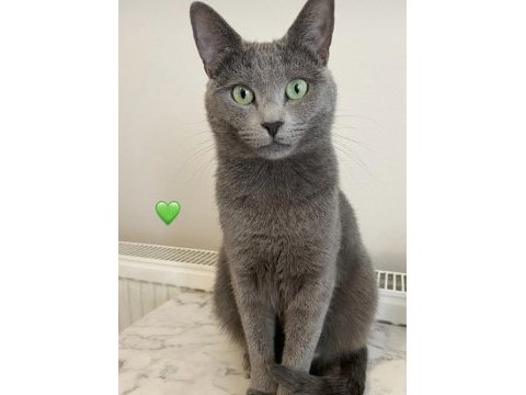 İki minnoş kedi birlikte acil yuva arıyor