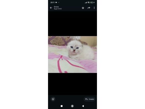 Minik scottish fold yavrum