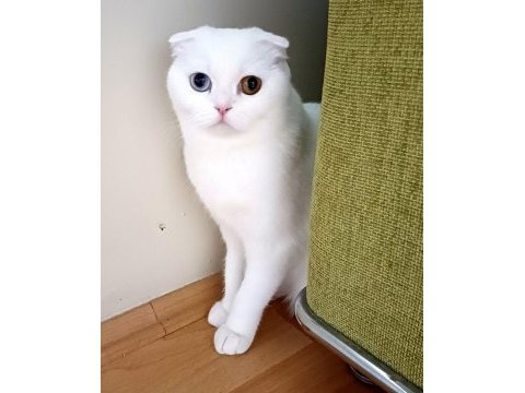 Malzemelerle gözleri çift renk beyaz kedimiz
