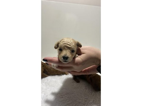 Apricot renk teacup dişi kg garantili poodle