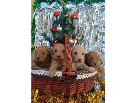 Gerçek maltipoo köpeği yavrularimiz