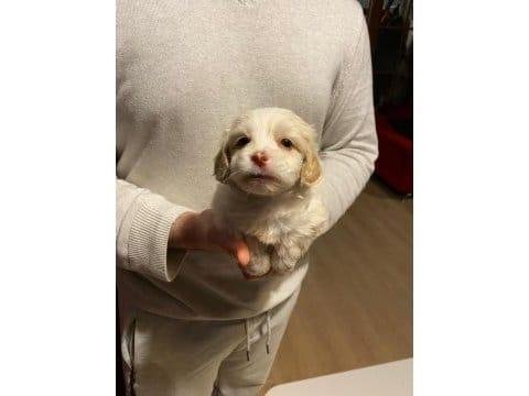 Xs maltipoo bebeklerimiz 