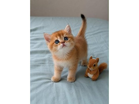 Ankaranın en seçkin golden british shorthair yavruları