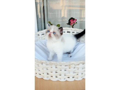 Show kalite exotic shorthair dişi yavrular