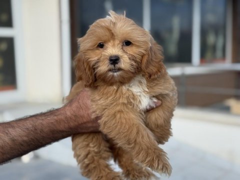 Ankarada ziyarete açık aşılı pasaportlu maltipoo