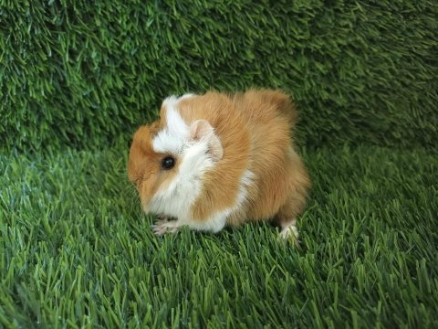 Guinea pig yavrular aynı gün set halinde teslim edilir