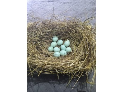 Kuluçkalık caledon mavi bıldırcın yumurtası (12 adet)