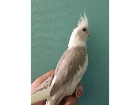 Islık calıyor %100 ev üretimi akıllı kuki erkek men sultan
