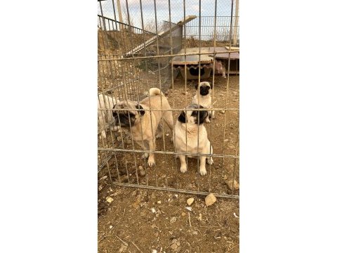 İki dişi ve bir erkek pug