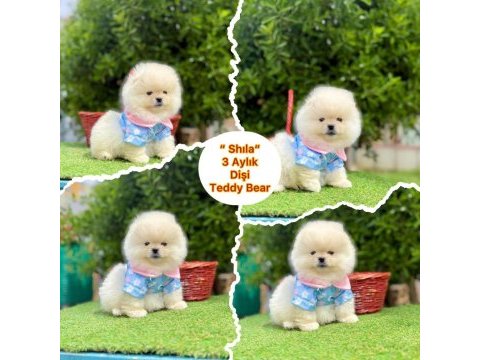 Pamuk şekeri pomeranian boo