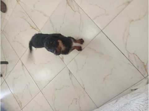 Disi erkek rottweiler