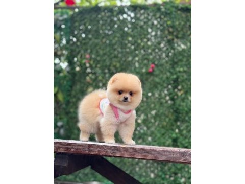 Ayı surat pomeranian boo yavrumuz