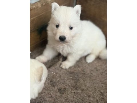 Özel kan beyaz alman çoban köpeği