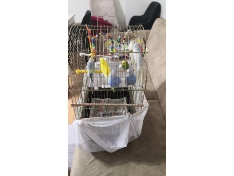 6 adet karışık cinsiyet muhabbet kuşu