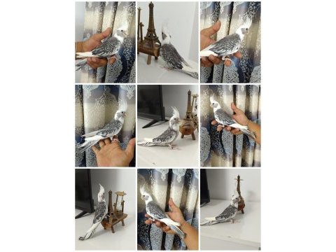 65 günlük yavru ev üretimi wf pearl ele alışkın sultan