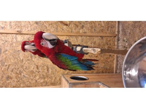 Macaw papağanımız için açıklamayı okuyunuz
