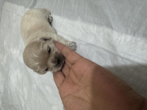 Minik pamuk pekinez köpeklerim