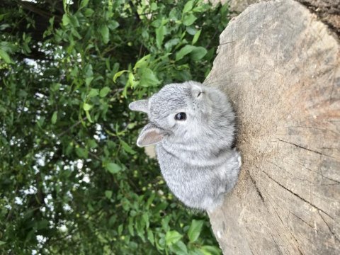 Mini lop tavşan bebeklerimiz