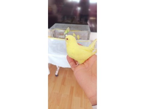 Yavru ve yetişkin çift kuşlar