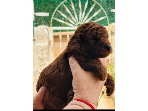 Irk ve boy garantili toy poodle