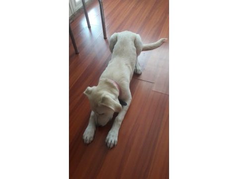 Yavru golden retriever