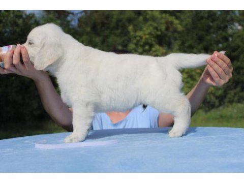 Golden retriever yavrular istenirse kapınıza teslim