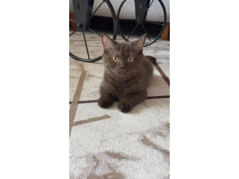 Kehribar gözlü çikolata british shorthair
