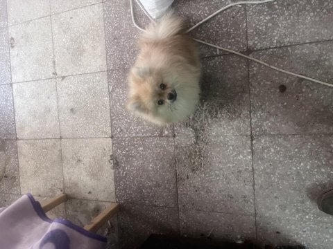 6 aylık dişi pomeranian