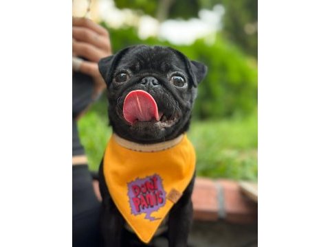 6 aylık siyah pug dişi