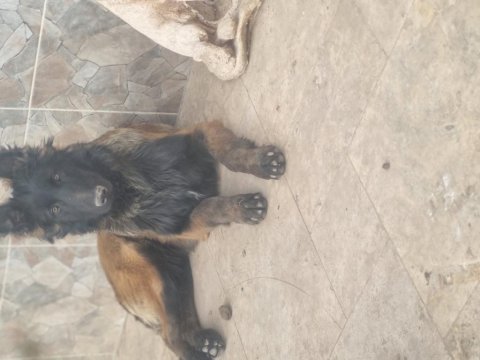 İyinin iyisini arayanlara malinois