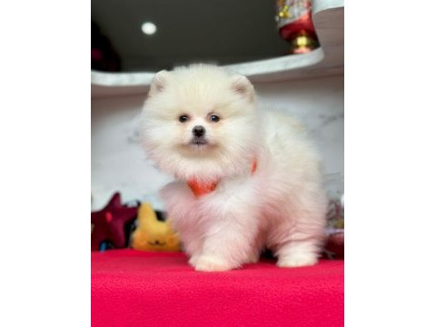 Safkan pomeranian boo bebekler