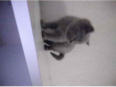 Safkan british shorthair cinsi yavru kedimiz