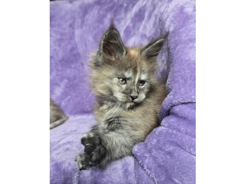 Maine coon dişi smoke tortie renk
