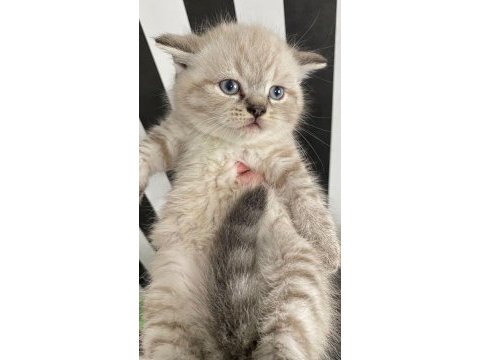 3 yavruda erkek scottish fold