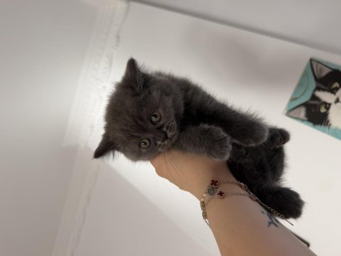 Orjinal safkan top kafa dişi british shorthair